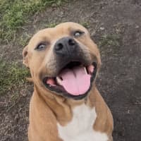 Photo of Scooby