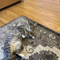 Photo of Tilly
