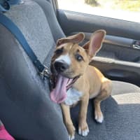 Photo of Archie (0044)