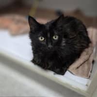 Photo of Brownie