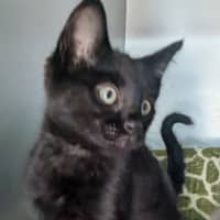 Photo of Scar