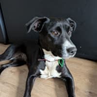Photo of Grimmy