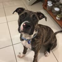 Photo of Lucy   10 Month Old Staffy X