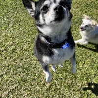 Photo of Jasper 😍 8yo, Chihuahua (On Trial 2/8/24)