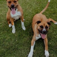 Photo of Broli *$350 Adoption Fee* 
