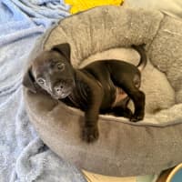 Photo of Zella   8 Week Old Mixed Breed