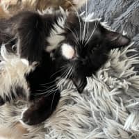 Photo of Candy *9 Lives Project Rescue*