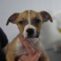 Photo of Cinnamon