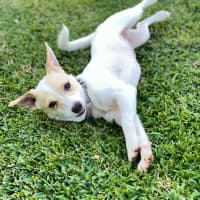 Photo of Birdie   6 Month Old Fox Terrier