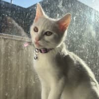 Photo of Vivi   In Foster Care In Avondale Heights