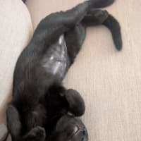 Photo of Stella