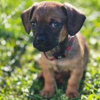 Photo of Boston   8 Week Old Dachshund X Pug