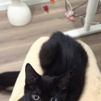 Photo of Raven