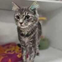 Photo of Freya