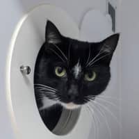 Photo of Cobloaf