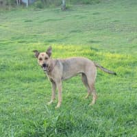 Photo of Bellah *$150 Adoption Fee*