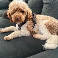 Photo of Bruno