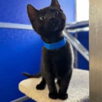 Photo of Midnight