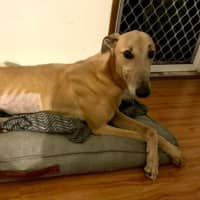 Photo of Koby, They Greyhound