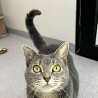 Photo of Lady