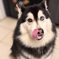 Photo of Nymeria