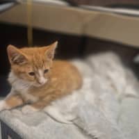 Photo of Nala