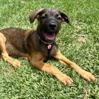 Photo of Lief   12 Week Old German Shepherd X