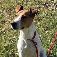 Photo of Roscoe