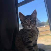 Photo of Nala *9 Lives Project Rescue*