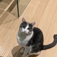 Photo of Max Illingworth