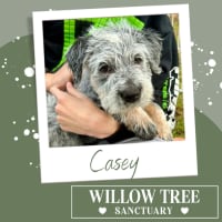 Photo of Casey