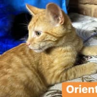 Photo of Orient
