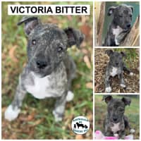 Photo of Victoria Bitter 