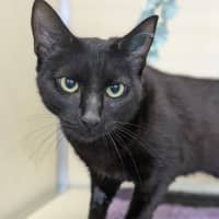 Photo of 🎠 Maloo 5811 🎠