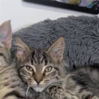 Photo of 🧶 Sebastian 6895 🧶