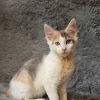 Photo of Espresso