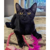 Photo of 10421   Chickpea