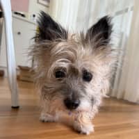 Photo of Honey   15 Year Old Cairn Terrier