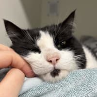 Photo of Tux