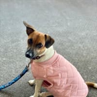 Photo of Rosie 