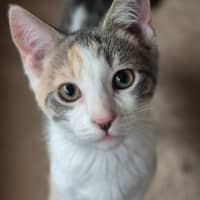 Photo of Cassidy