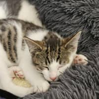 Photo of Whiskey * 9 Lives Project Rescue*