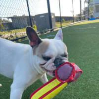 Photo of Coco Imp 1863