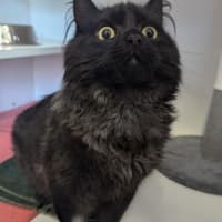 Photo of Carbon 