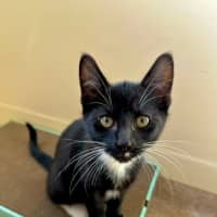 Photo of Felix