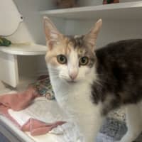 Photo of Kitty