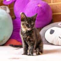 Photo of Fable