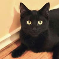 Photo of Shadow 🥰