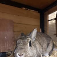 Photo of Mopsy