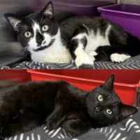 Photo of Salem & Saxon